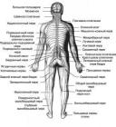 Anatomical features  of the autonomic nervous system 