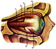 An investigation of oculomotor muscles 