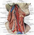 Glossopharyngeal nerve 