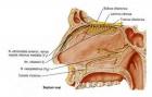  Many internal organs receive both sympathetic and parasympathetic innervation